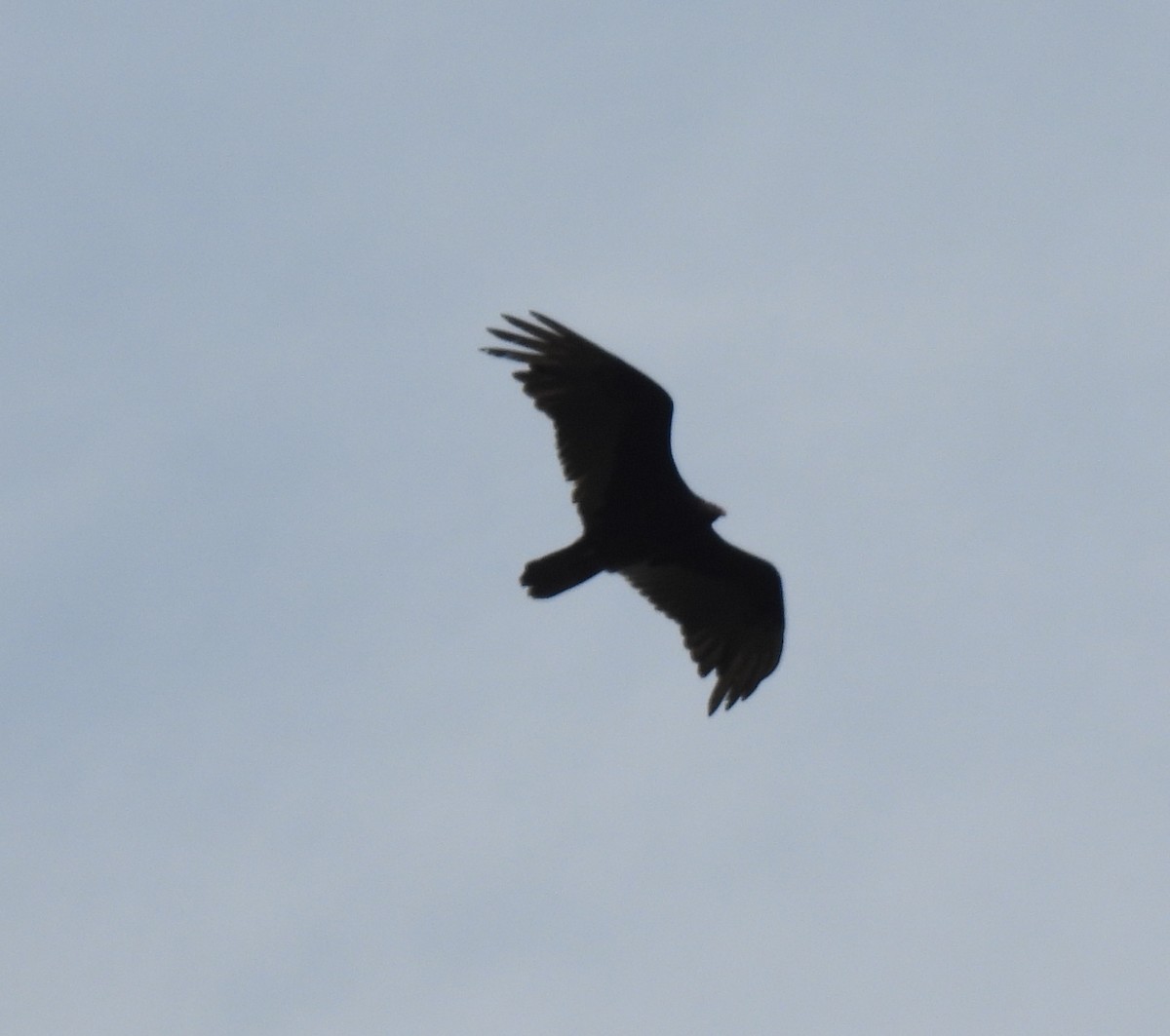 Turkey Vulture - ML638488727