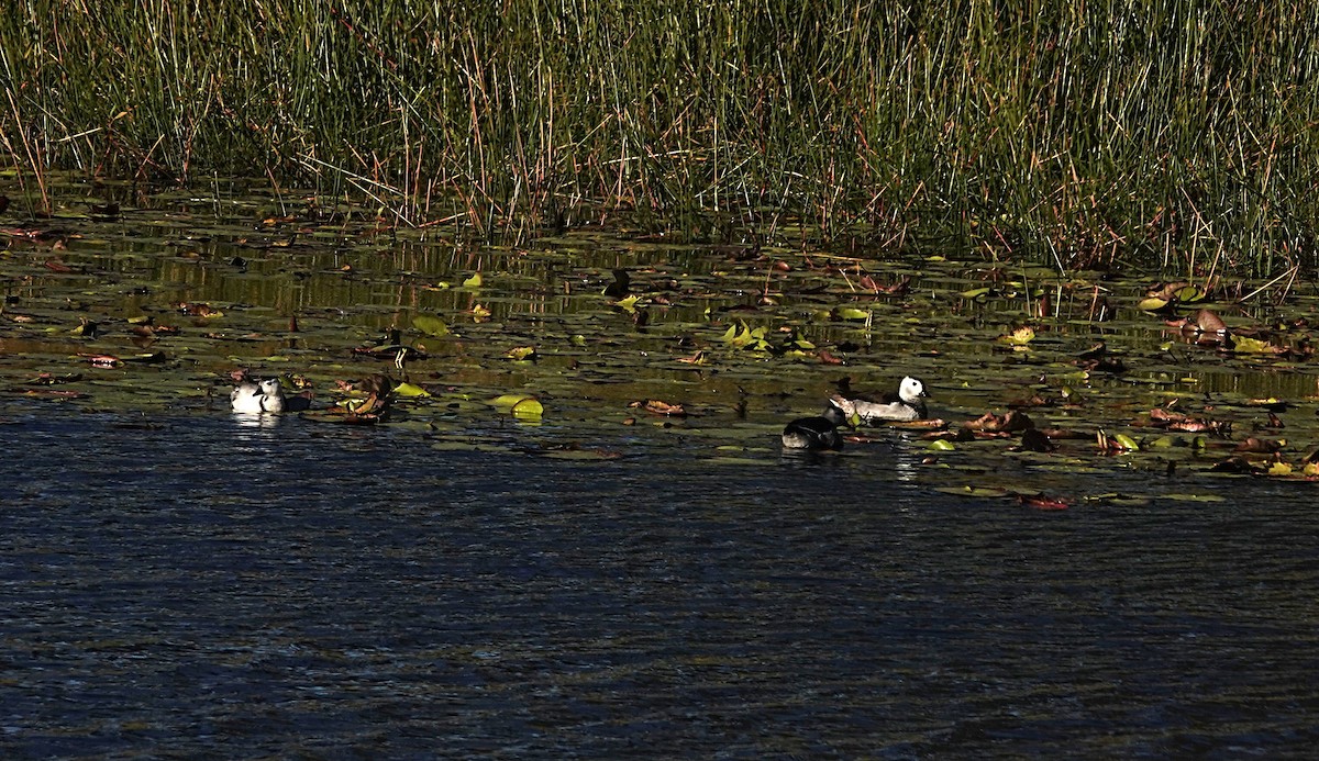 Cotton Pygmy-Goose - ML638488740