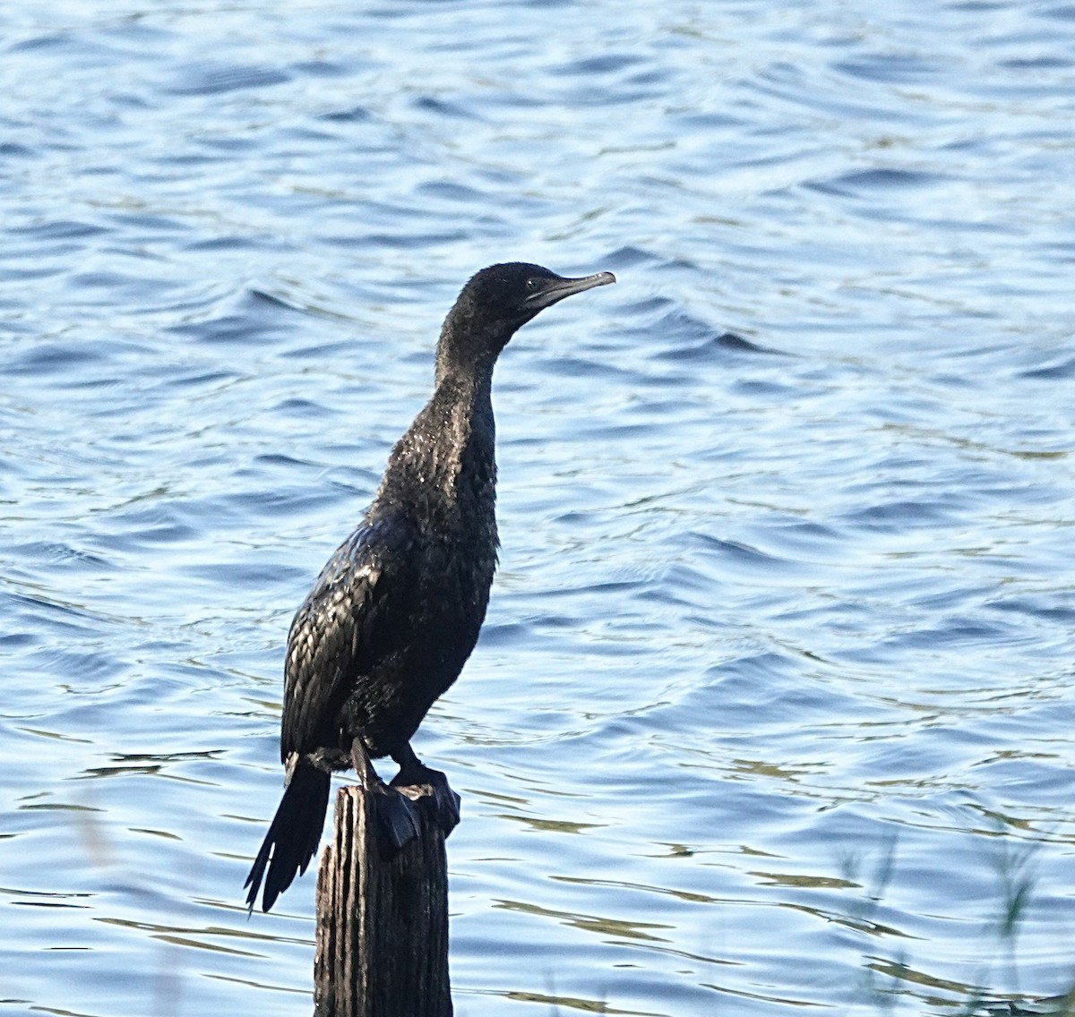 Little Black Cormorant - ML638488750