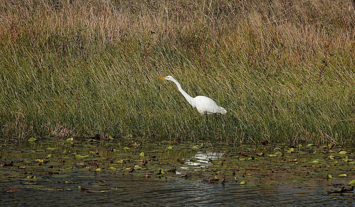 Great Egret (modesta) - ML638488768