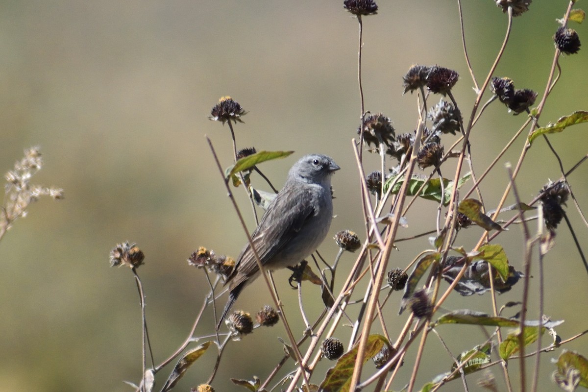 Ash-breasted Sierra Finch - ML638488771