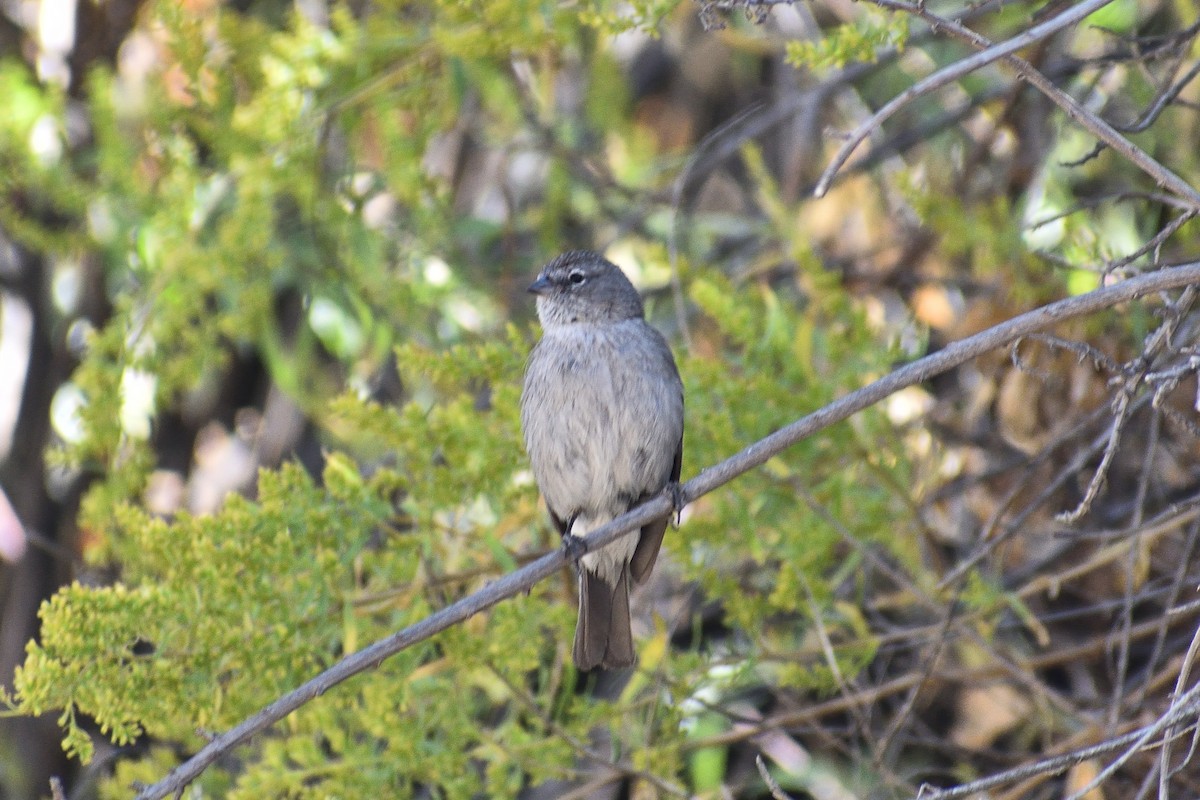 Ash-breasted Sierra Finch - ML638488772