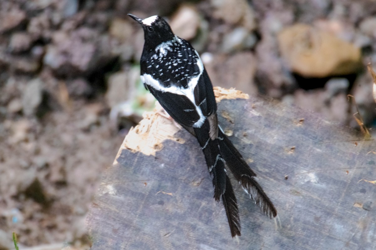 Spotted Forktail - ML638488776