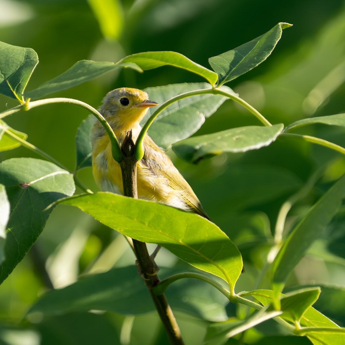 Yellow Warbler - ML638488782