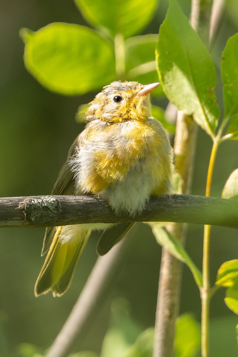 Yellow Warbler - ML638488783