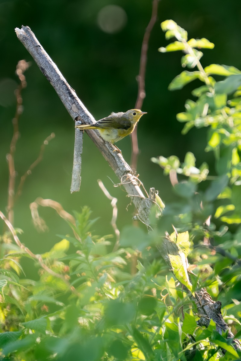 Yellow Warbler - ML638488784