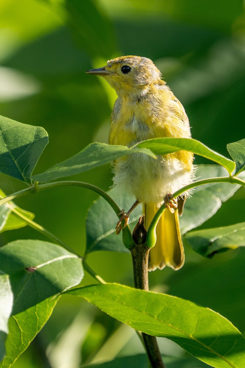Yellow Warbler - ML638488785