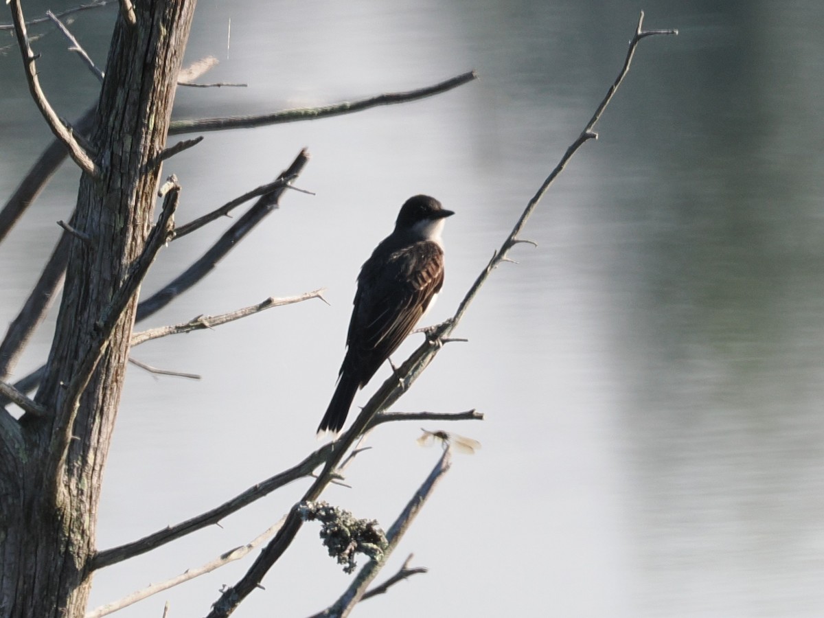 Eastern Kingbird - ML638488787
