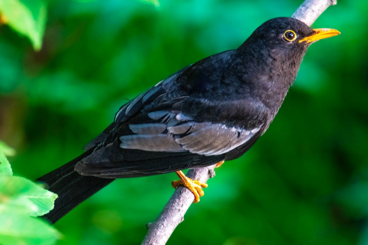 Gray-winged Blackbird - ML638488813