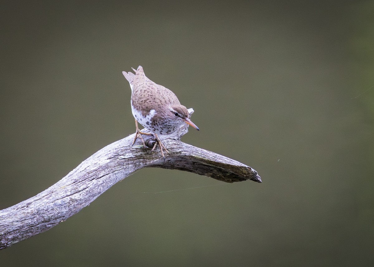 Spotted Sandpiper - ML638488822