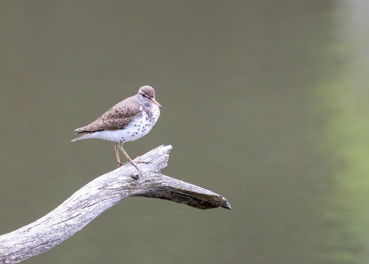 Spotted Sandpiper - ML638488823