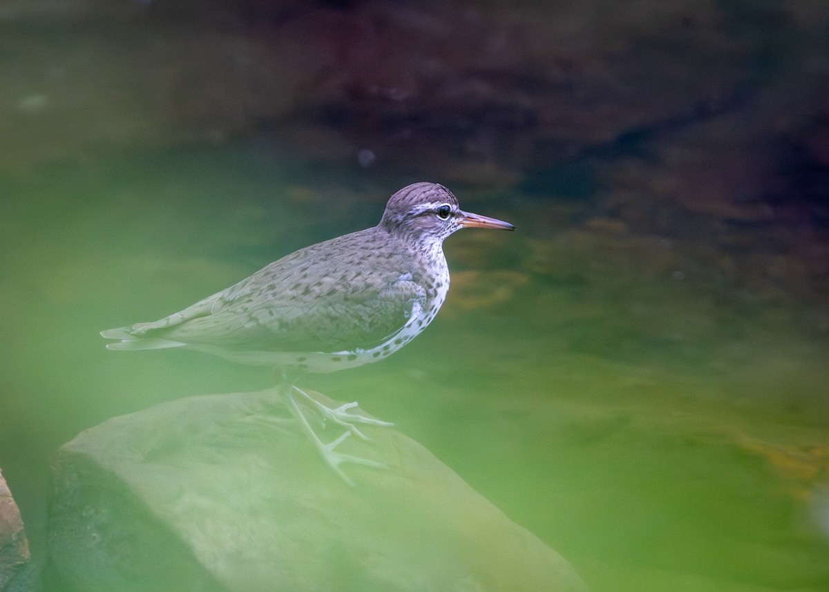 Spotted Sandpiper - ML638488824