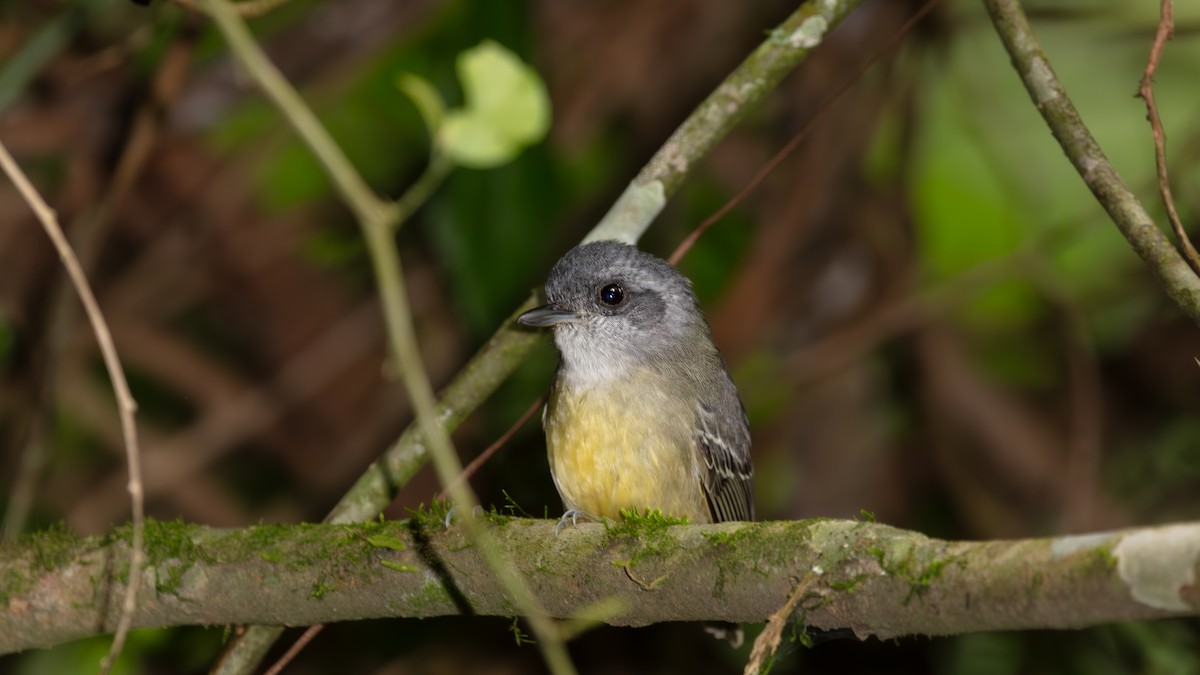 Plain Antvireo - ML638488831