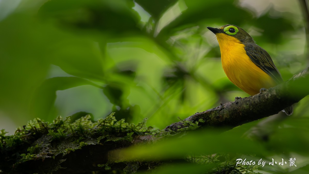 Yellow-bellied Wattle-eye - ML638488833
