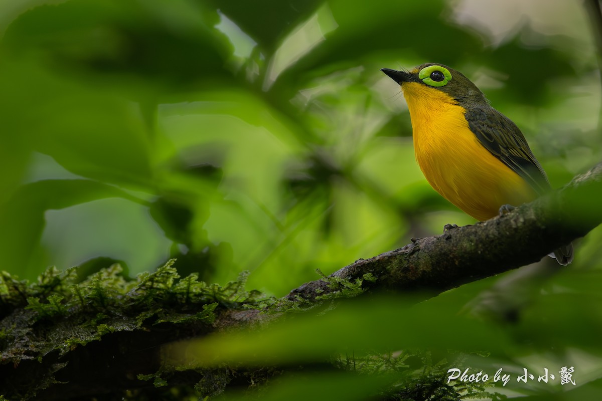 Yellow-bellied Wattle-eye - ML638488834
