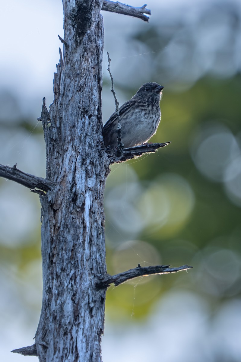 Dark-eyed Junco - ML638488837