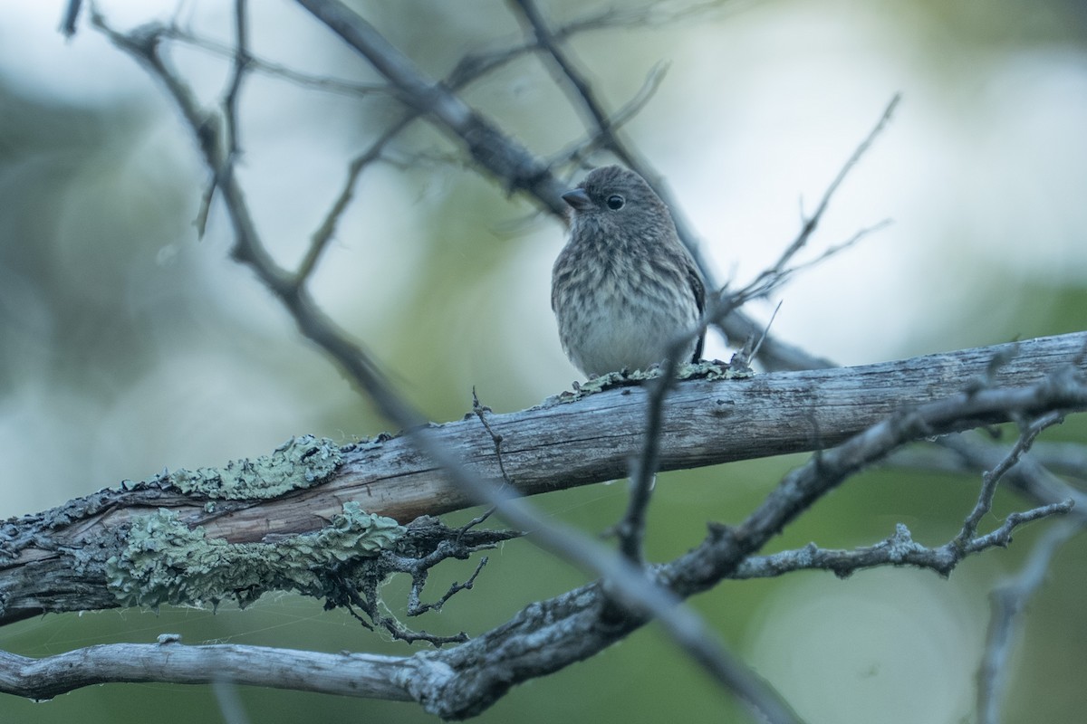 Dark-eyed Junco - ML638488838