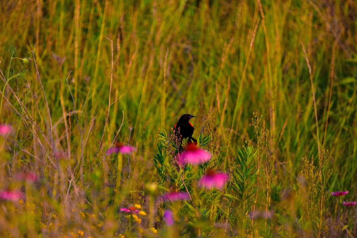 Red-winged Blackbird - ML638488839