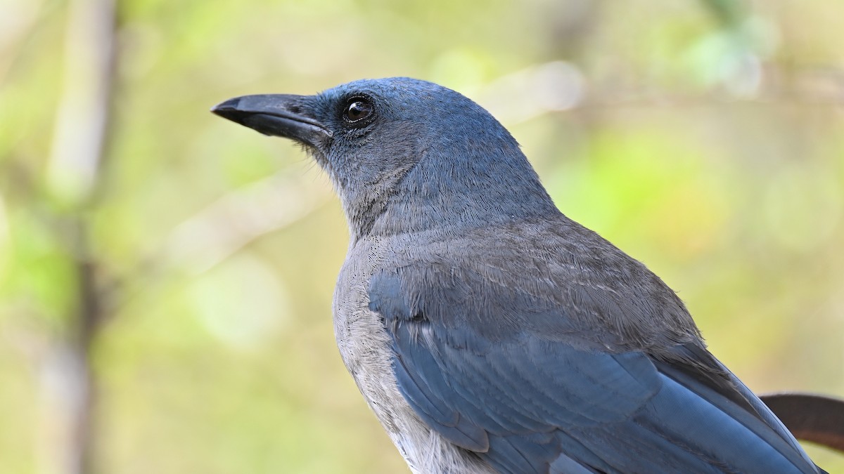 Mexican Jay - ML638488844