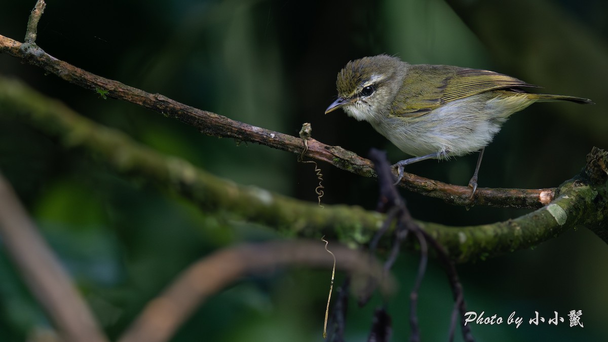 Uganda Woodland-Warbler - ML638488845
