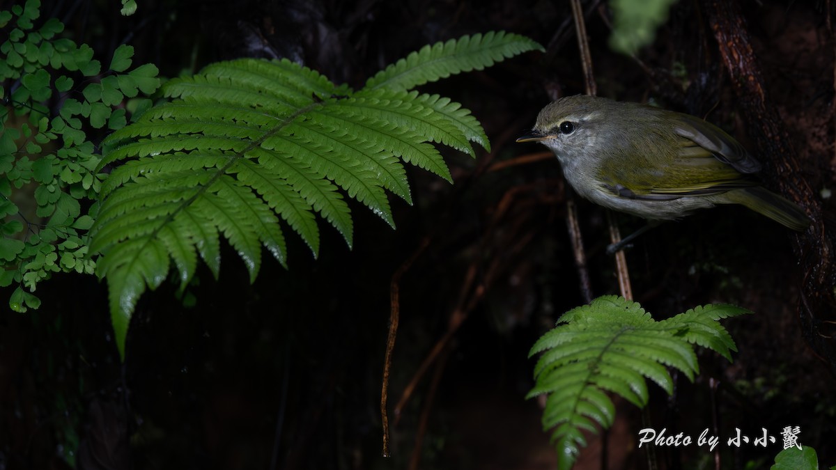 Uganda Woodland-Warbler - ML638488846
