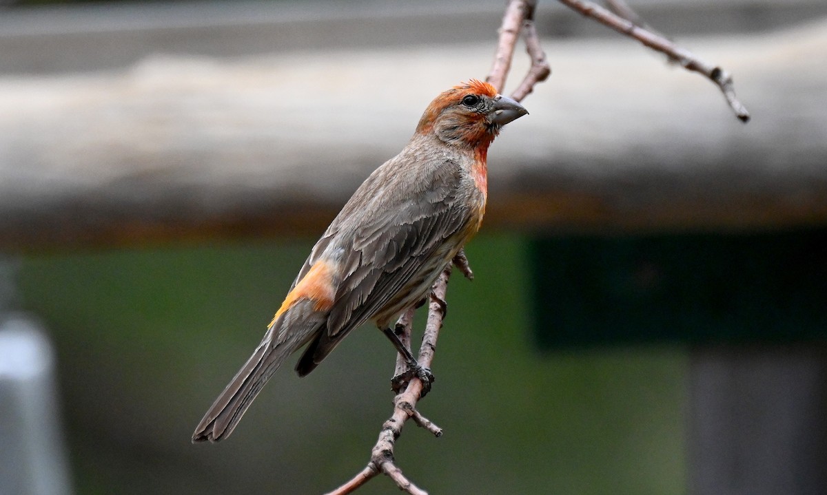 House Finch - ML638488854