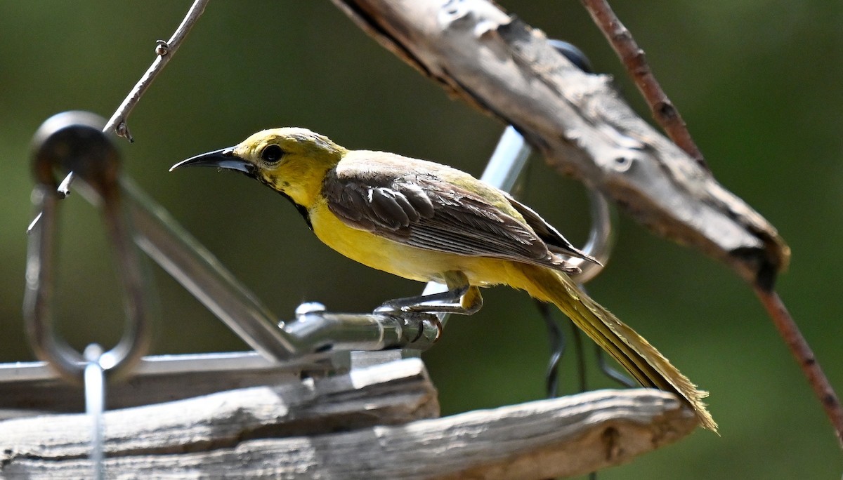 Hooded Oriole - ML638488865