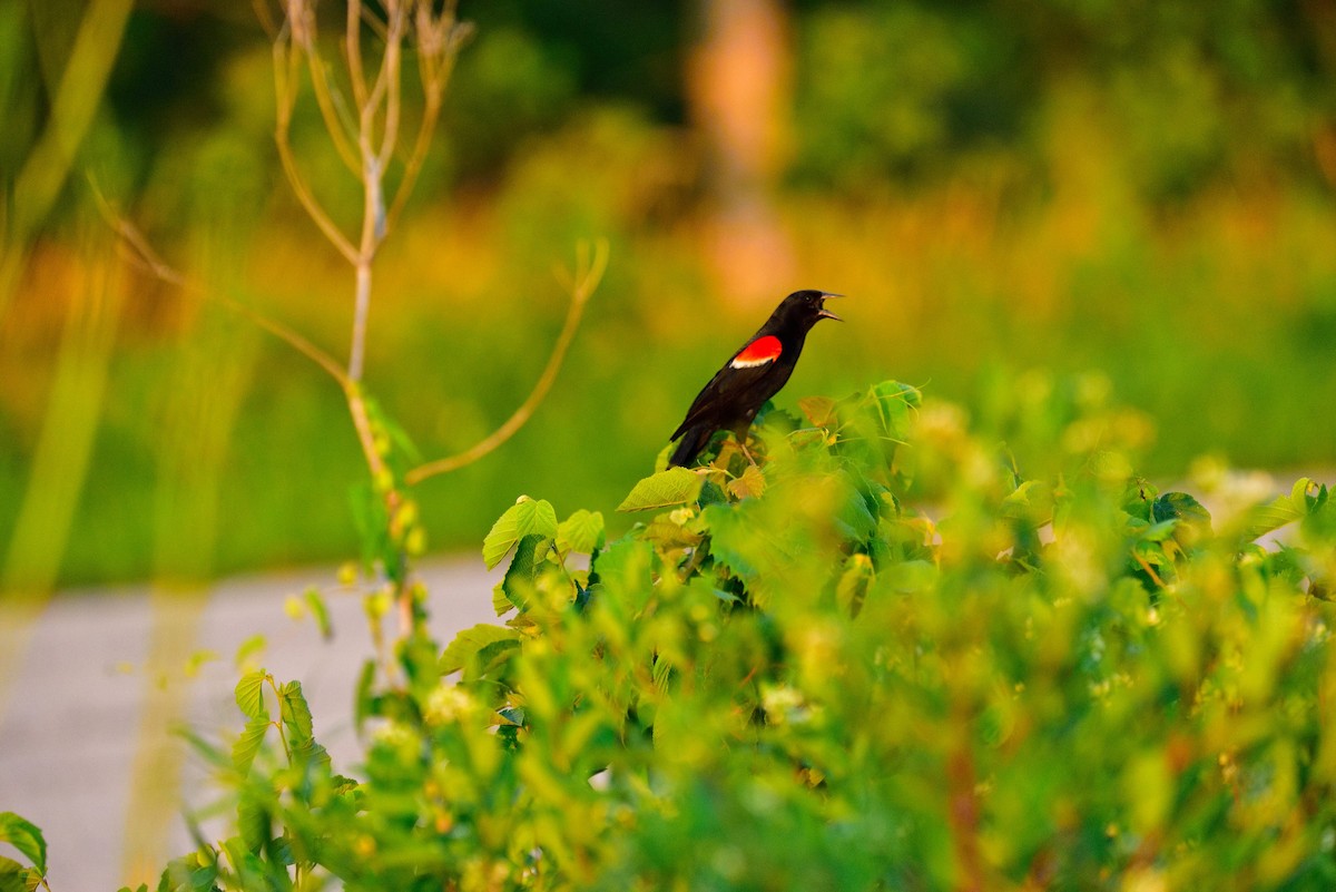 Red-winged Blackbird - ML638488868