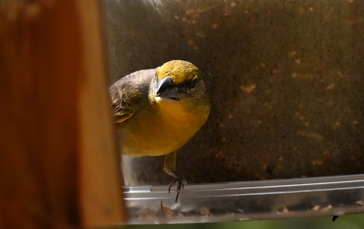 Hepatic Tanager - ML638488878