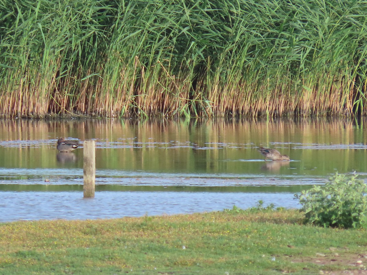 Green-winged Teal - ML638488881