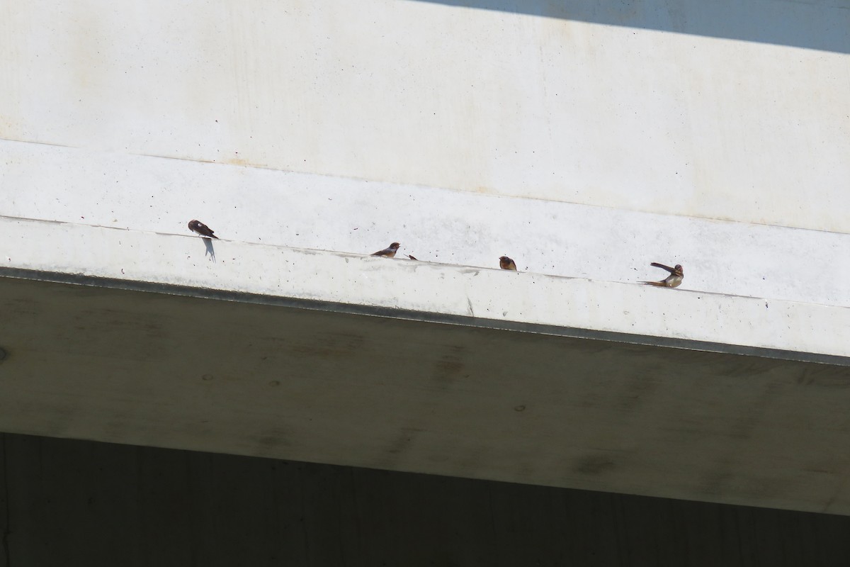 Barn Swallow - ML638488883