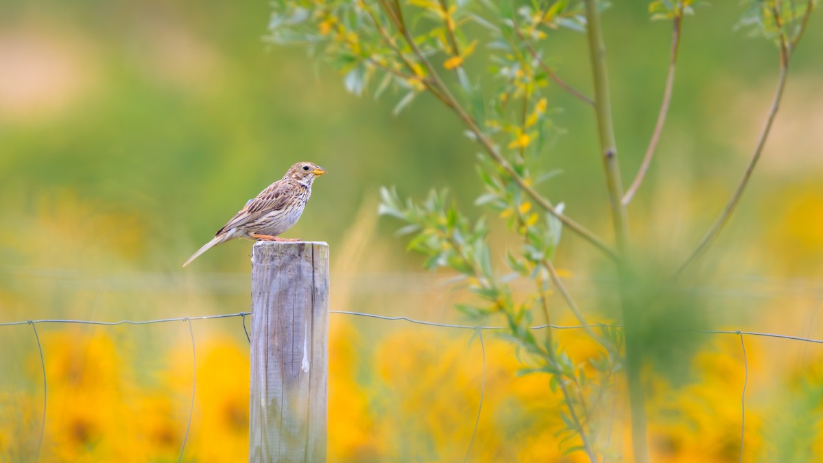 Corn Bunting - ML638488884