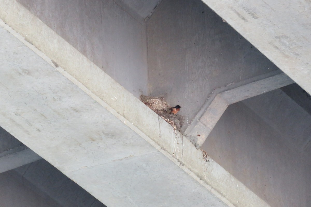 Barn Swallow - ML638488888