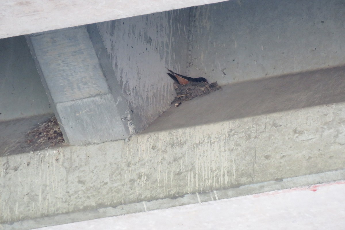 Barn Swallow - ML638488889