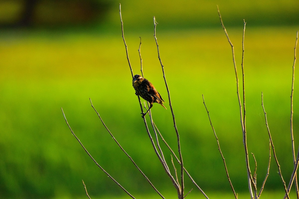 Red-winged Blackbird - ML638488890