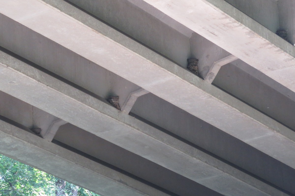 Barn Swallow - ML638488893