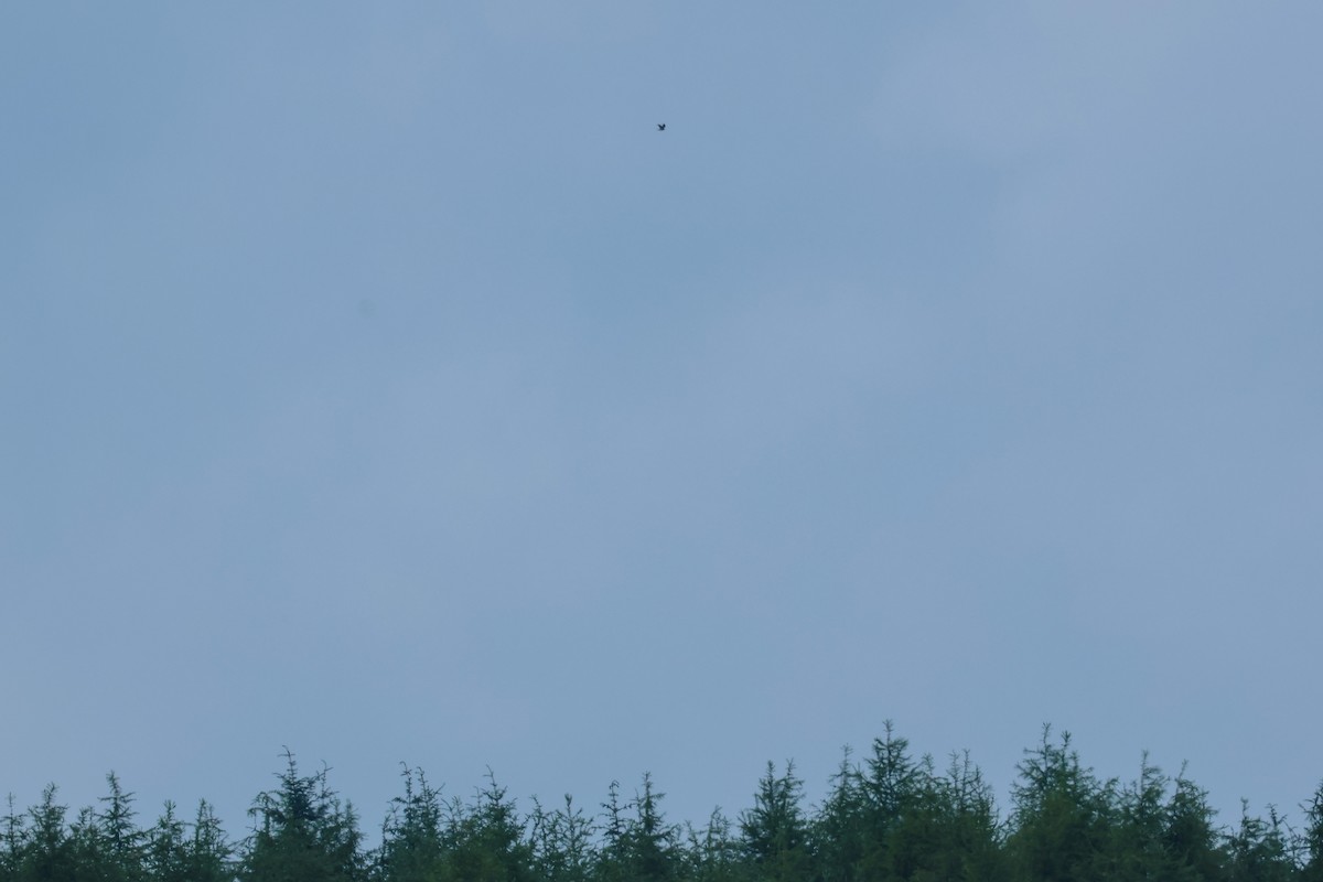 Eurasian Goshawk - ML638488923