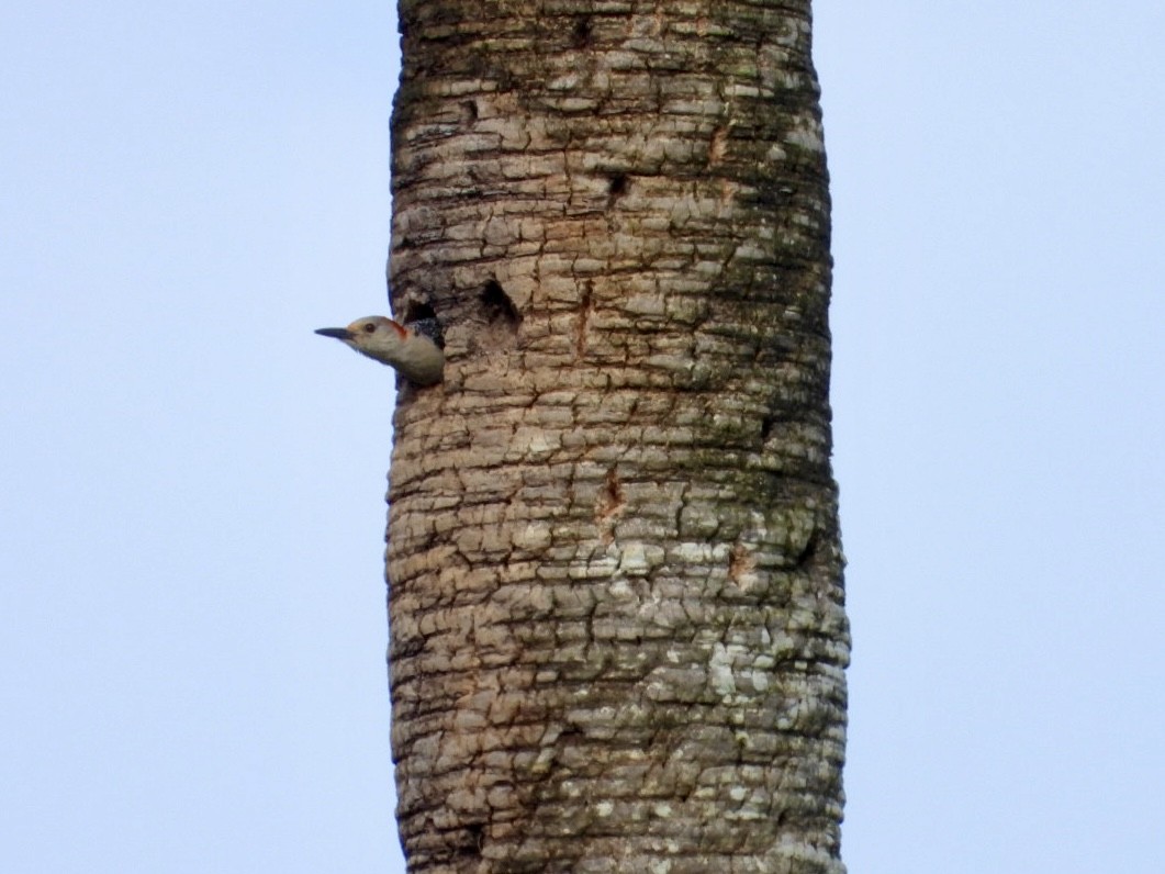 Red-bellied Woodpecker - ML638488937