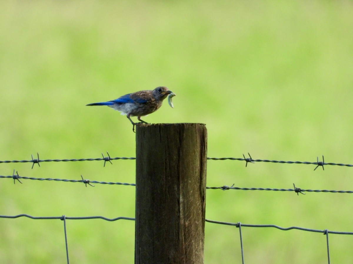 Eastern Bluebird - ML638488951