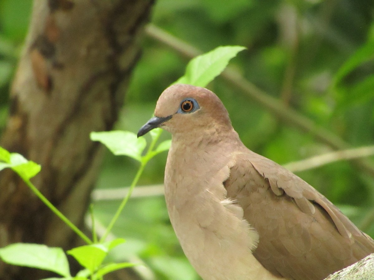 White-tipped Dove - ML638488959