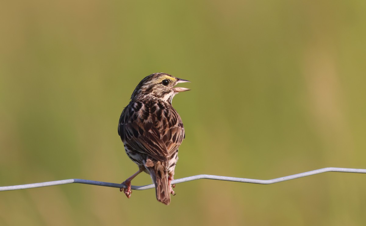 Savannah Sparrow - ML638488960