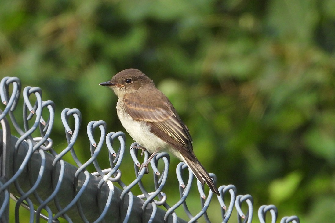 Eastern Phoebe - ML638488965