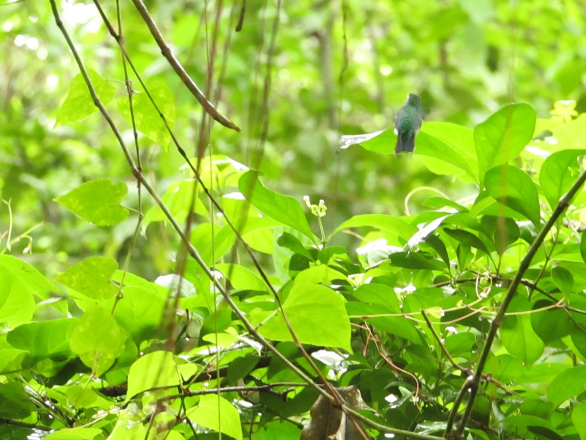Blue-chested Hummingbird - ML638488967