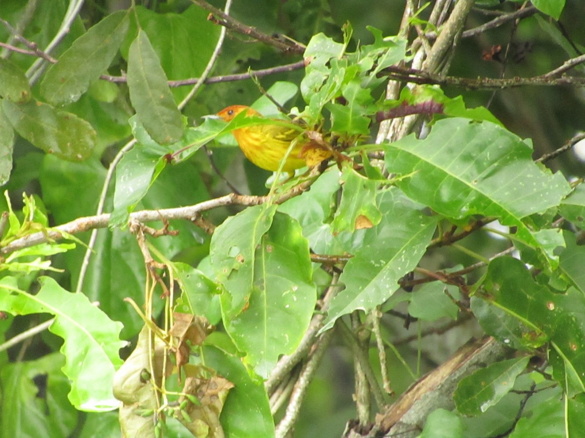 Yellow Warbler - ML638488984