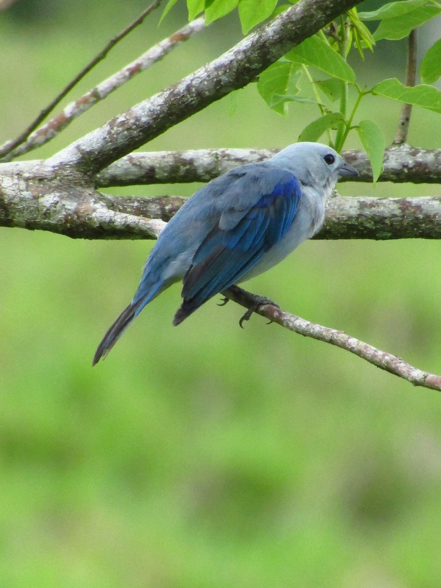 Blue-gray Tanager - ML638488986