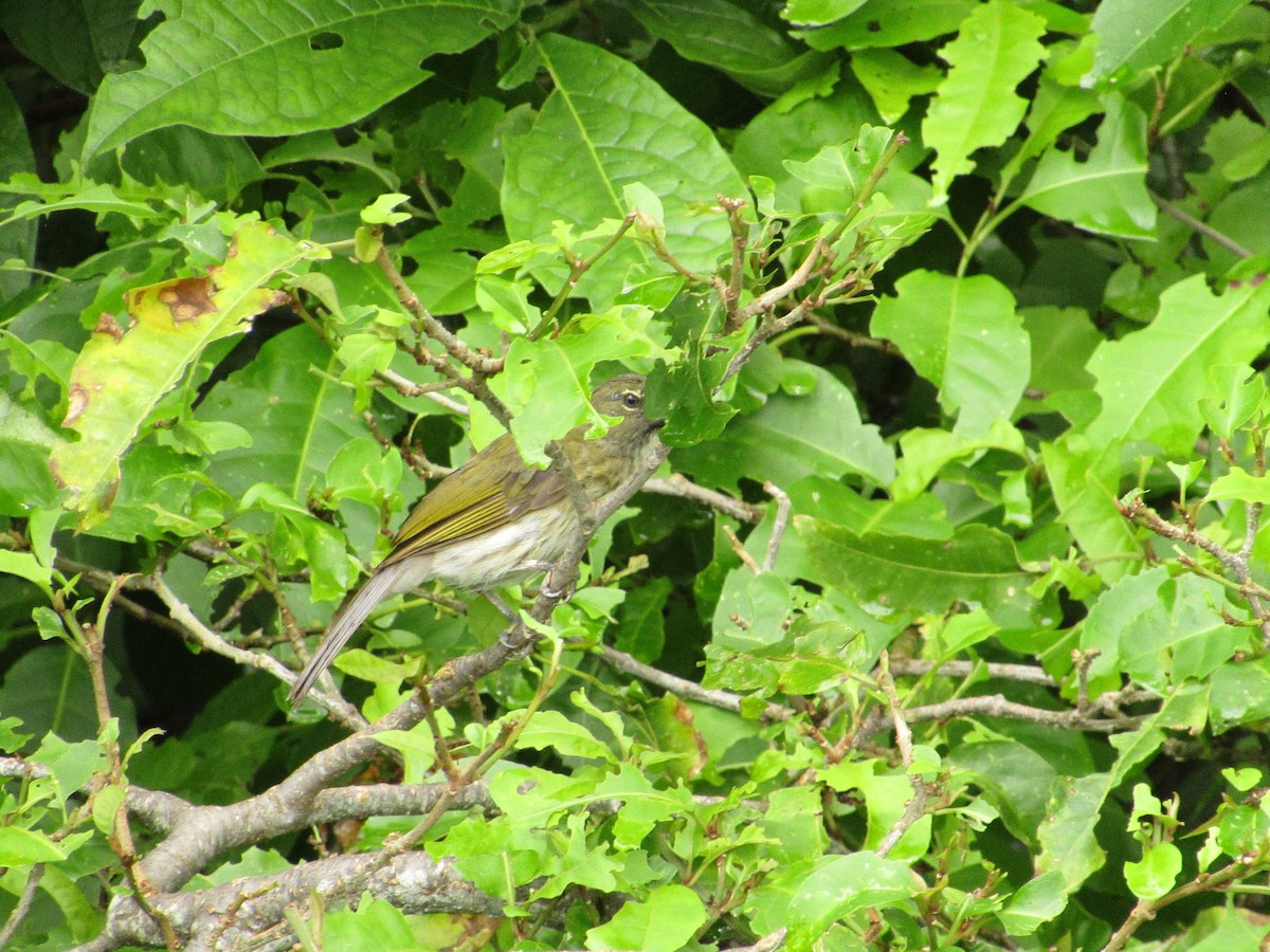 Streaked Saltator - ML638488998