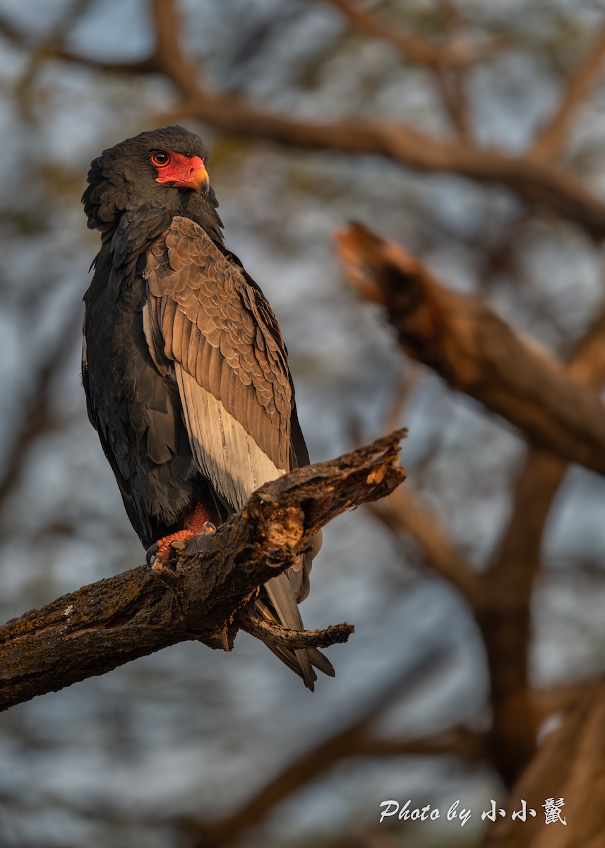 Bateleur - ML638489004