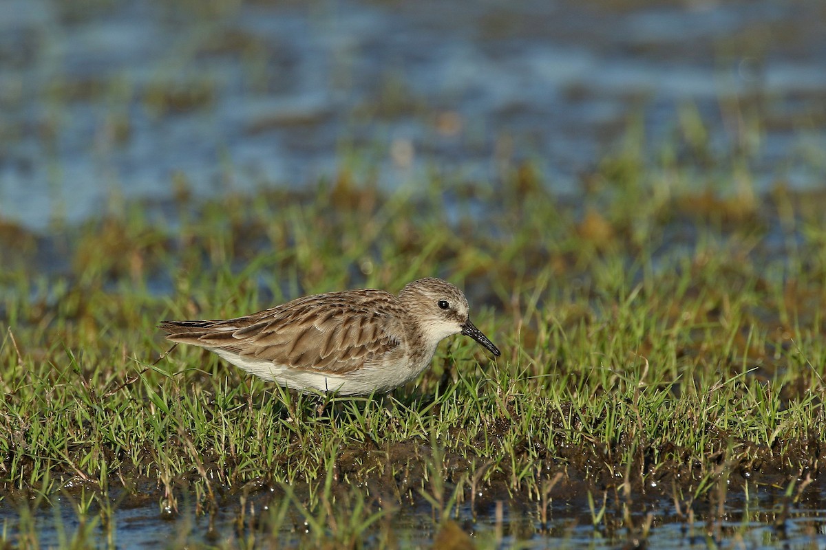 Little Stint - ML638489017