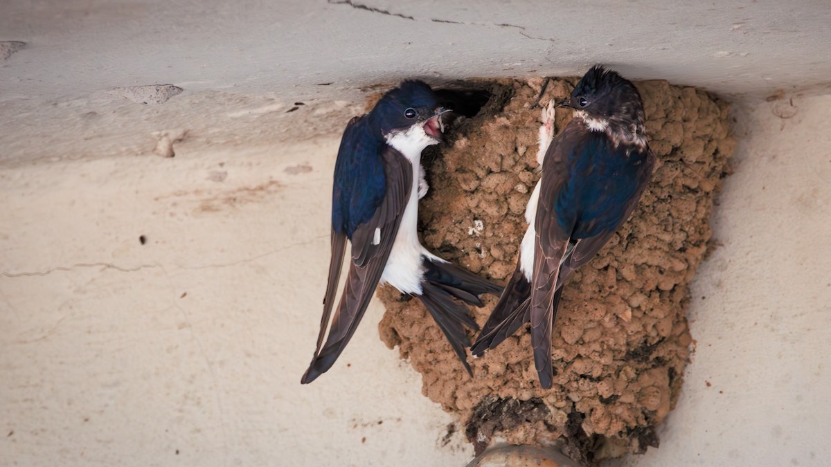 Western House-Martin - ML638489022