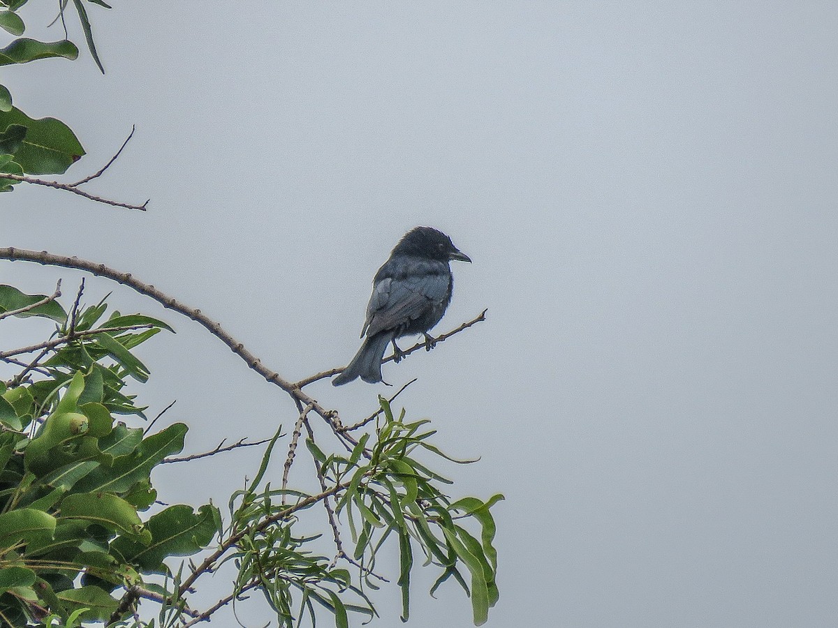 Fork-tailed Drongo - ML638489032